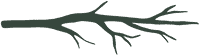 divider-branch-dark branch divider